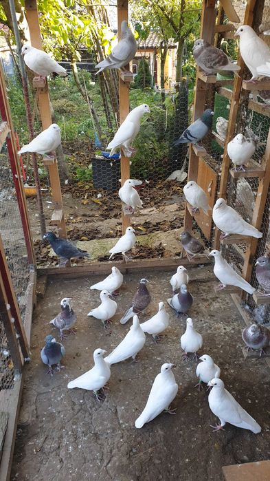 Ocazie! Vand porumbei voiajori albi si de concurs, recent deparazitati