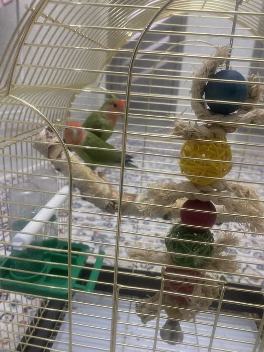 Продается попугай Неразлучники