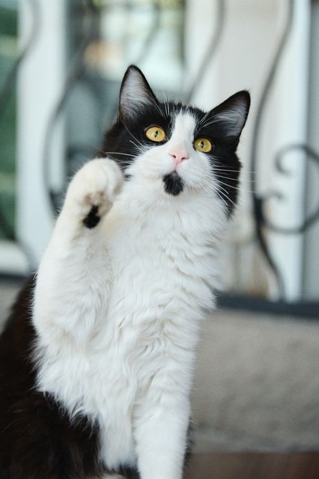 Молодой котик, 1 год, мальчик, кастрирован