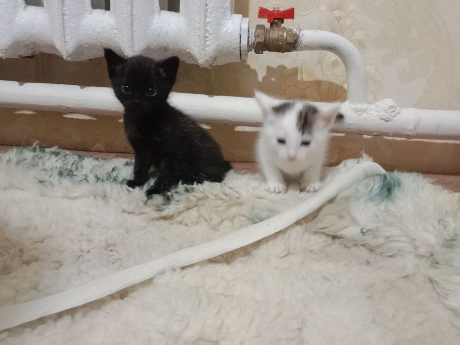 Отдам котенка, девочку