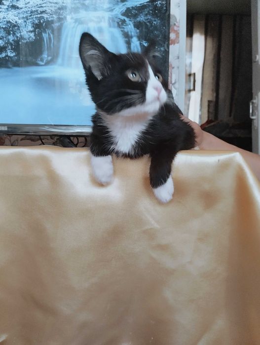 Биколорная покладистая кошечка , стерилизованная  в добрые руки