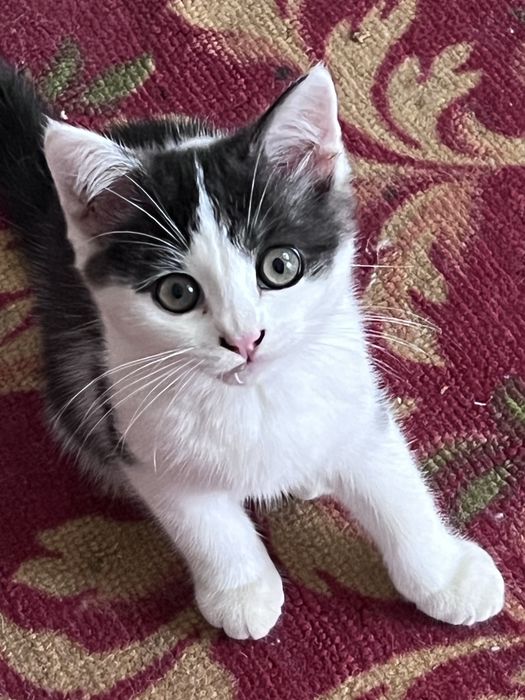 Отдам в дотрые руки, котята 3,5 мес