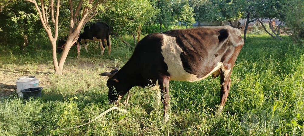 Ona bola sigir sotilasi