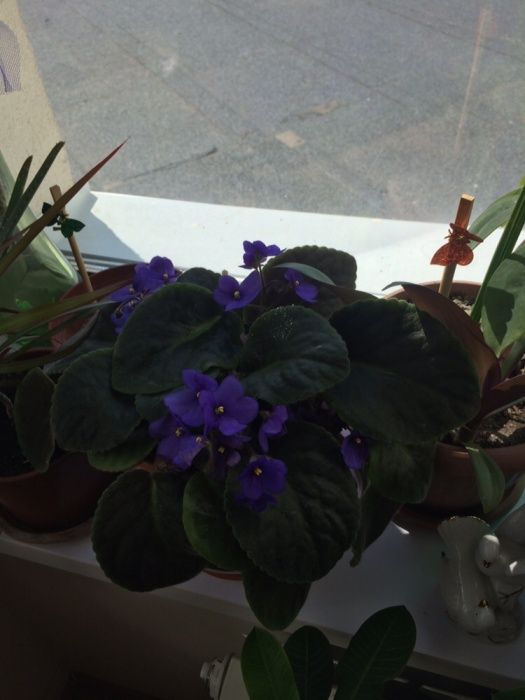 Керамический горшок с поддоном за 5000