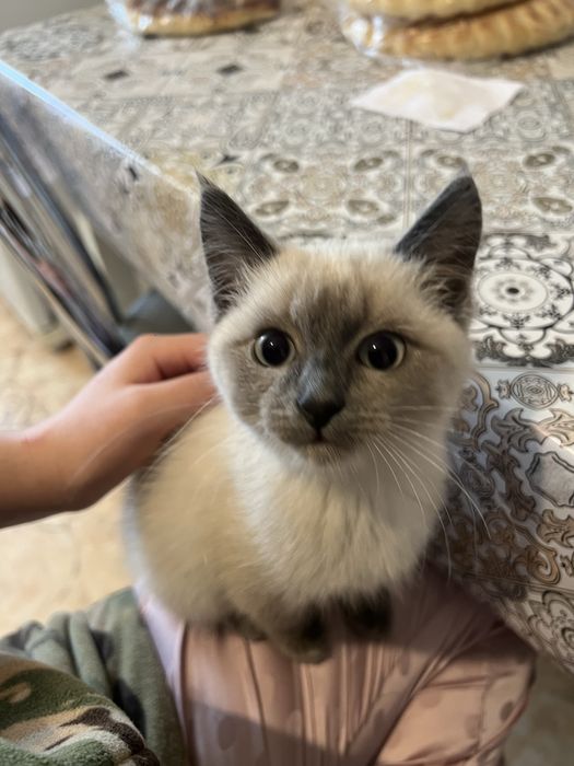 котенок в добрые руки
