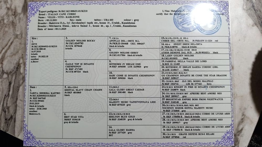 Кане-корсо резерв