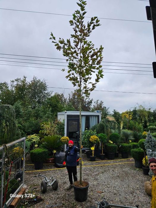 Mesteacan alb catalpa platan livram oriunde in tara