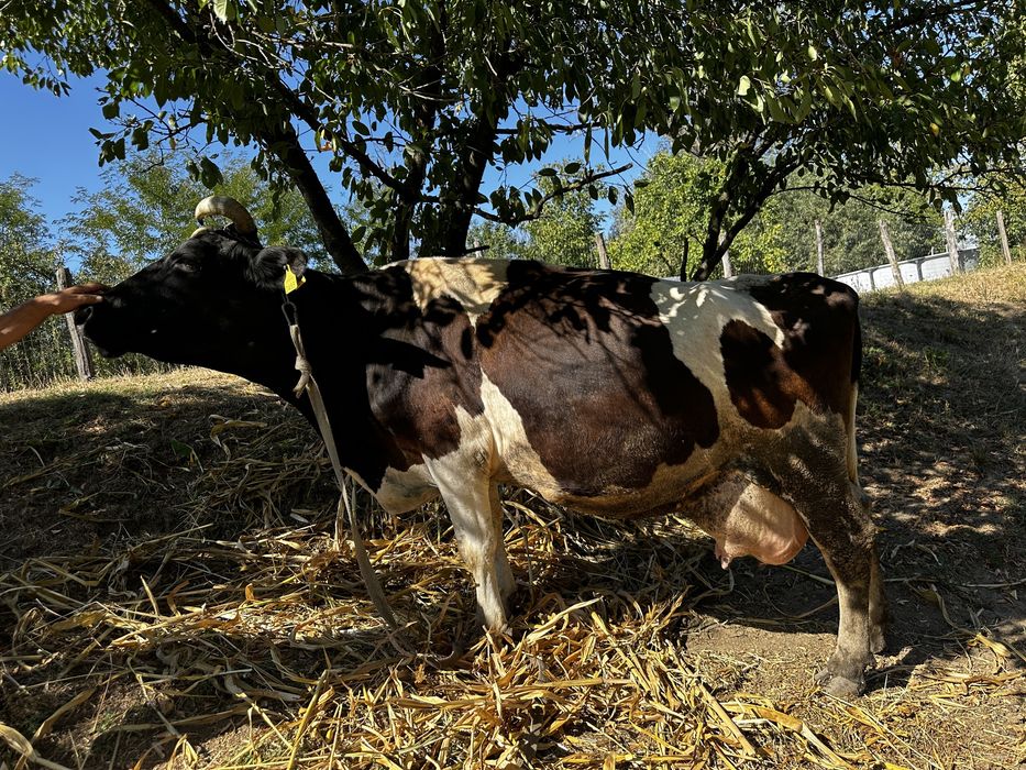 Vand vaca holstein