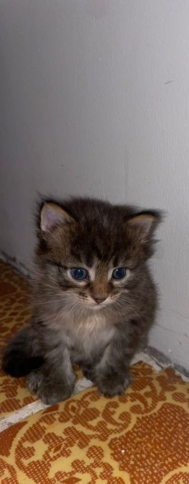 Отдам котят им месяц 3 девочки