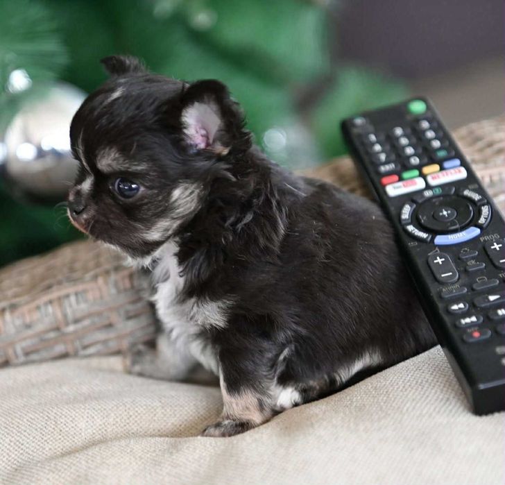 Мъжко дългокосместо миниатюрно чихуахуа