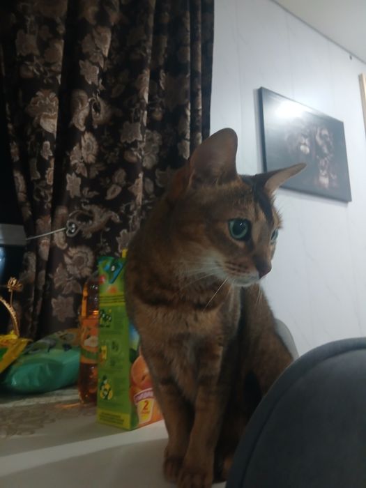 Продам абисинскую  кошку