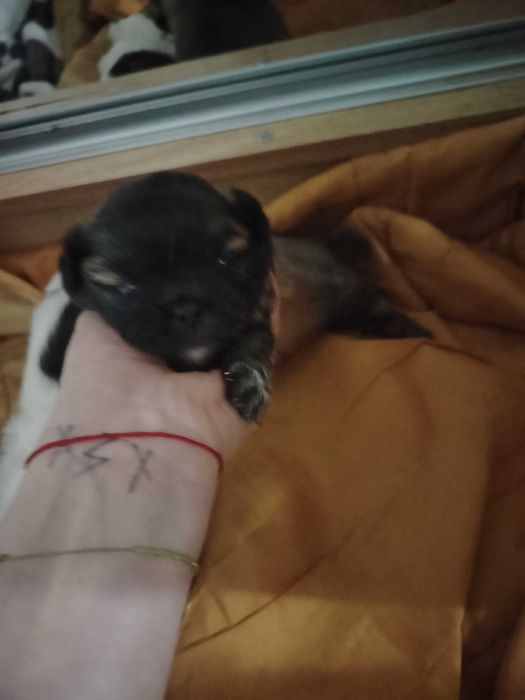 Щенки на продажу Пикинес