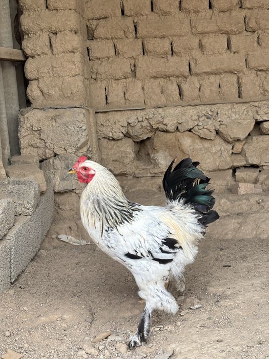 Тауық қораз 3000нан сауда бар