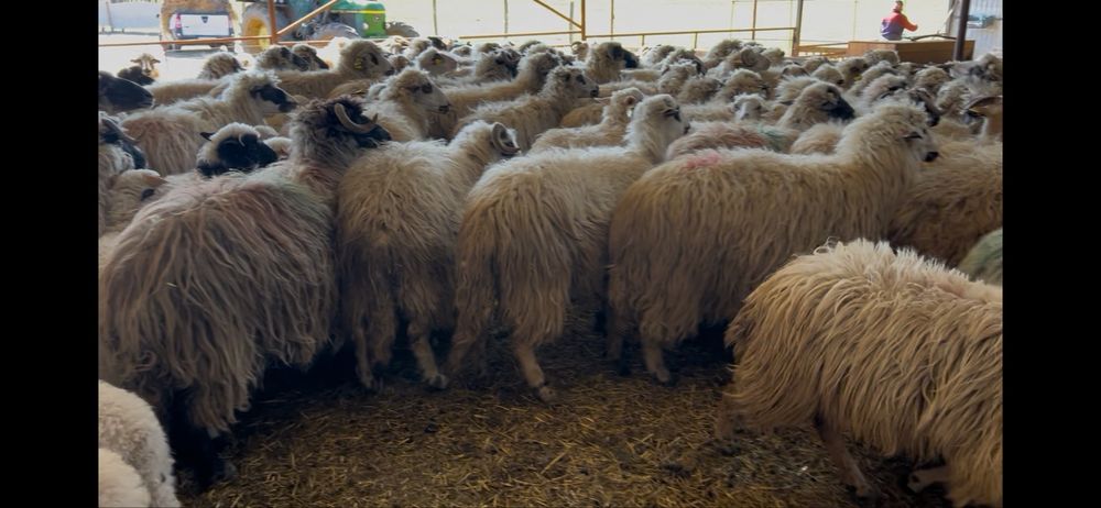 Vand 190 de oi cu miei