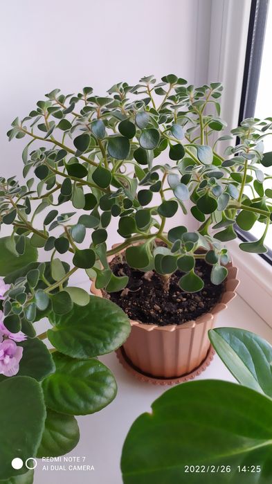 Продам комнатные цветы