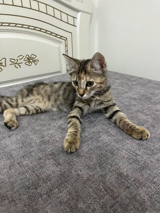 Отдам бесплатно котенка