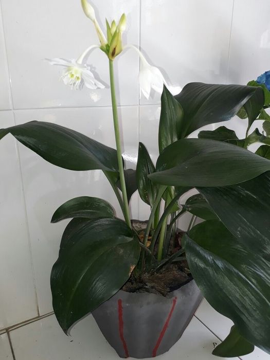 эухарис цветок