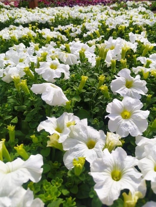 Рассада цветов . Петуния