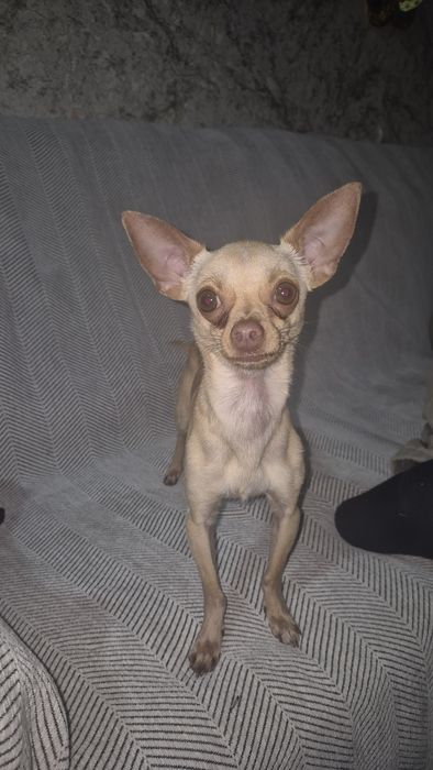 Кобель Чихуахуа!!!