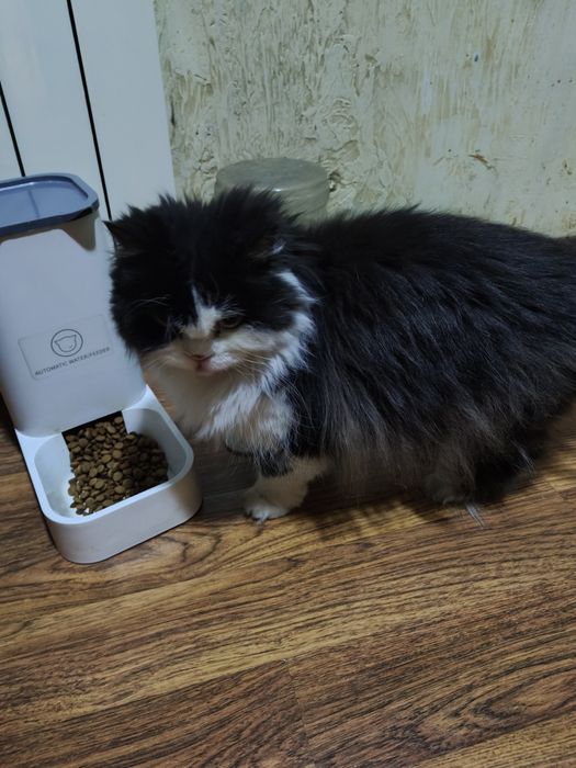 Породистая кошка ищет дом