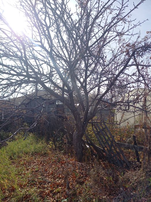 Дача спп  общество спп