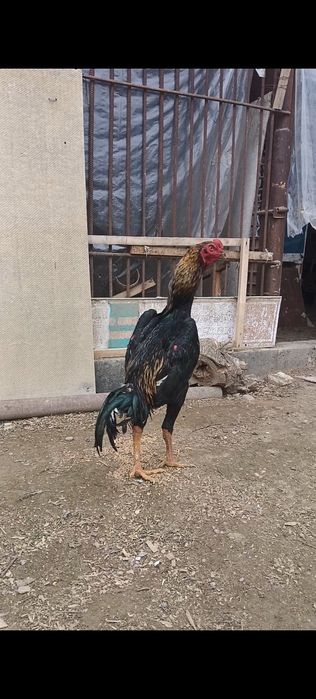 Бойцовый петух китайц