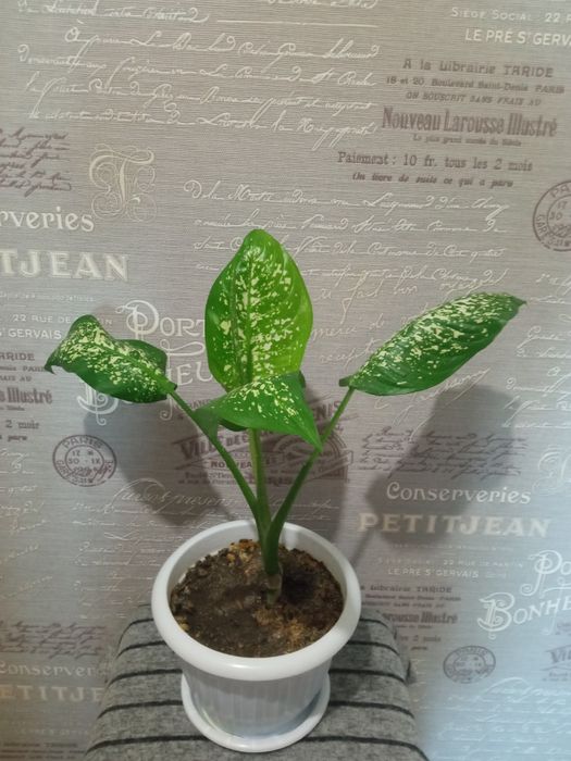 Дифинбахия  цветок