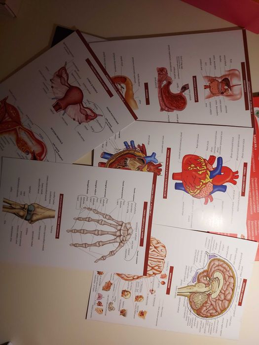 Atlas si mape perfecte pentru admiterea la medicina UMFCD