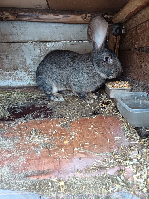 Vând mascul Uriaș German