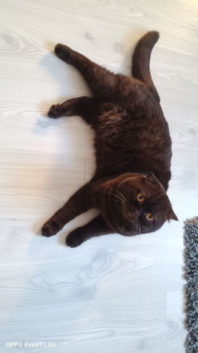 Вязка кот шатландиц