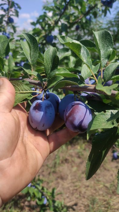 Prune de vanzare