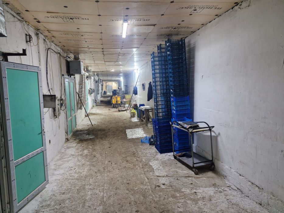 Готовый завод шампиньонов 6000соток