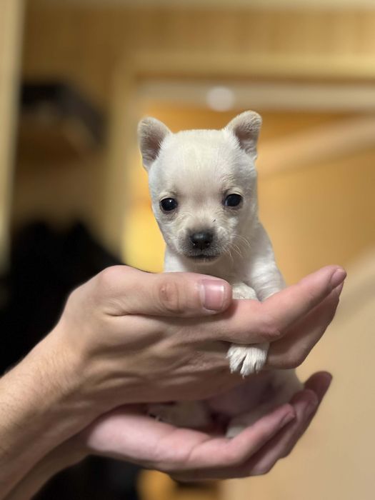 ПРОМО!!! Чихуаха