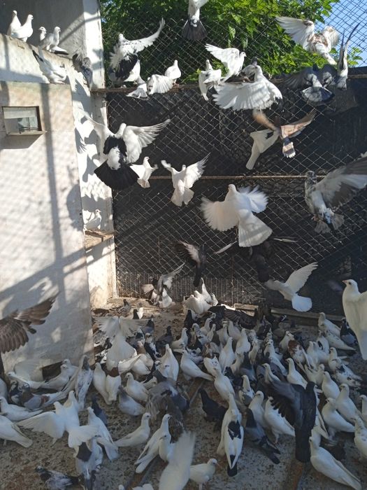 Имеются голуби на продажу разных расцветки