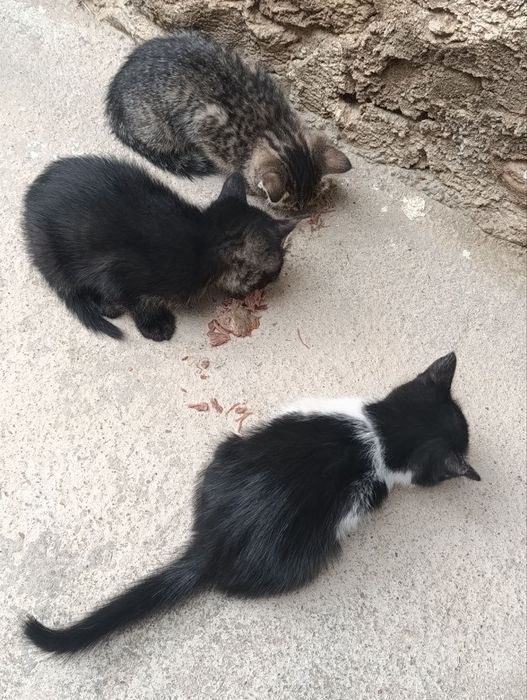 Mushukchalar mehrli qo‘llarga tekinga beriladi