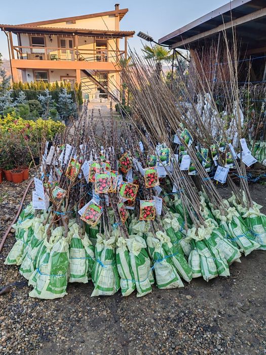 Pomi fructiferi columnari