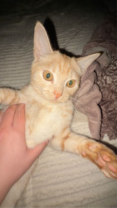 Срочно отдаем в добрые руки кота