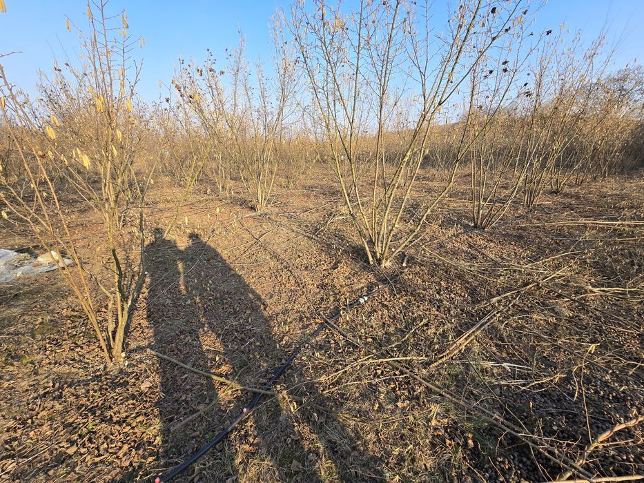 Executăm lucrari de taiere alun, nuc, formare si intretinere livezi