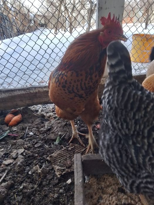 Продаются петухи