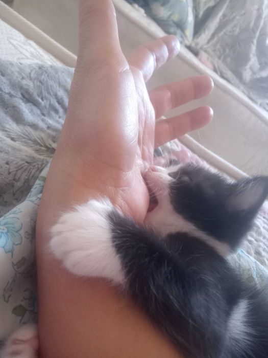 Отдается котенок