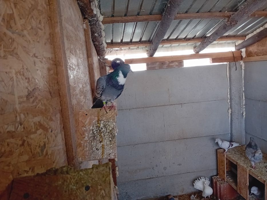 Porumbei de vânzare