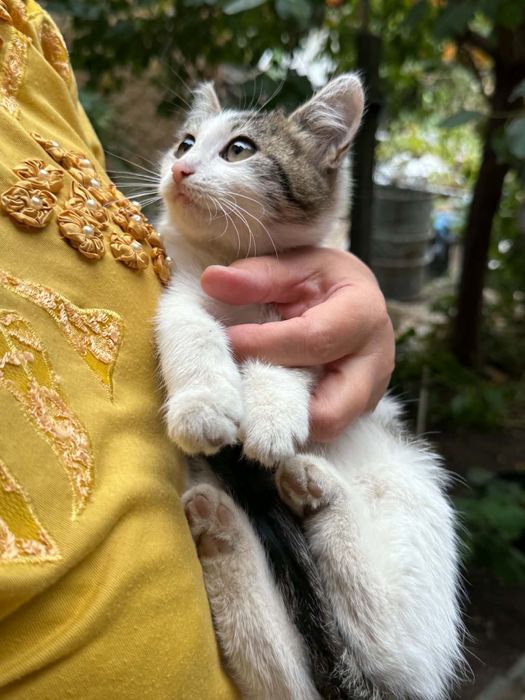 3 котенца търсят нов дом