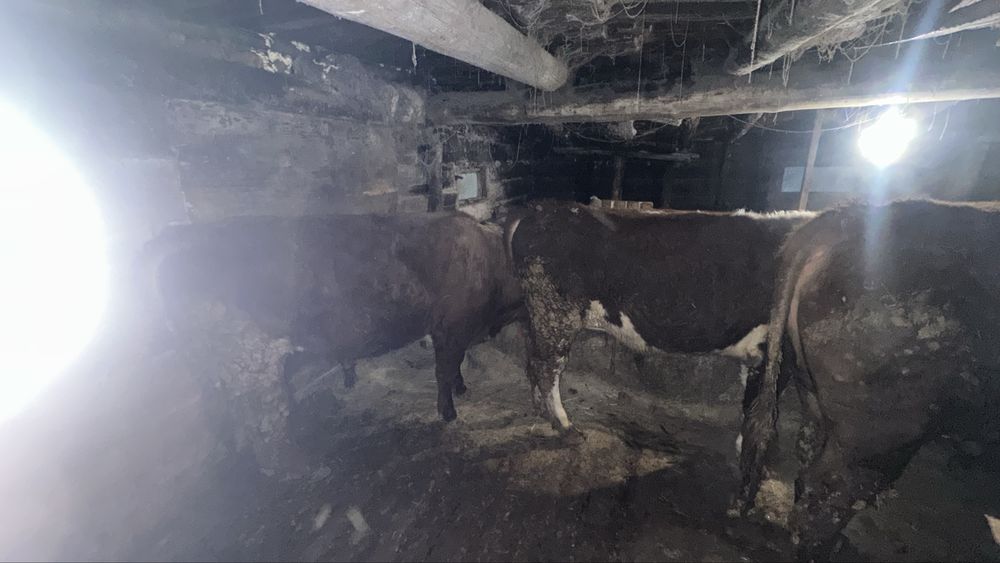 2жасарлык 4 бука сатылады семиз откормда тур