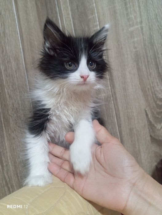 Отдам даром кошки