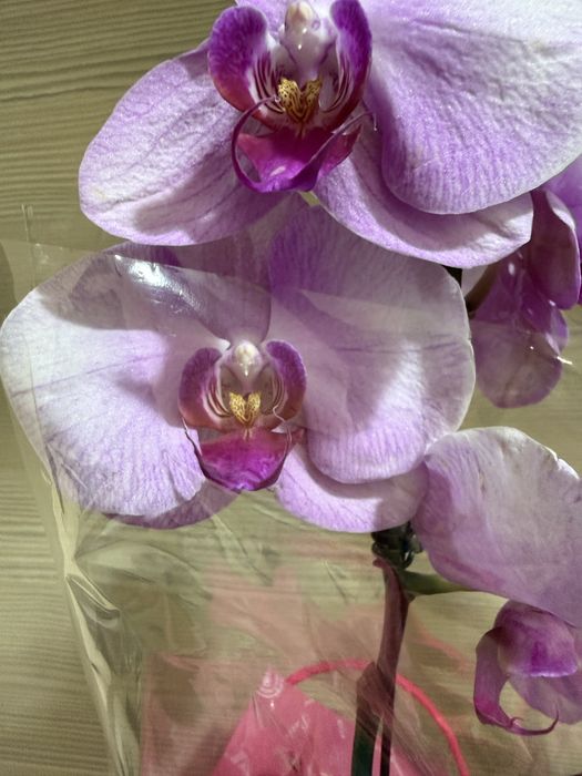 Орхидеи орхидея цветут