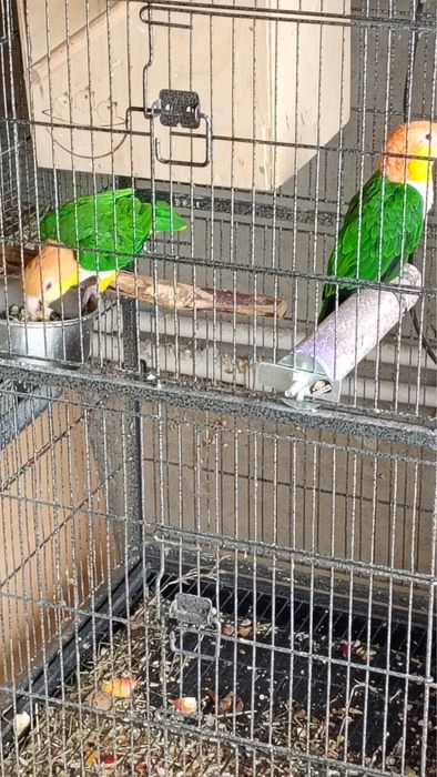 Vand pereche de papagali caique