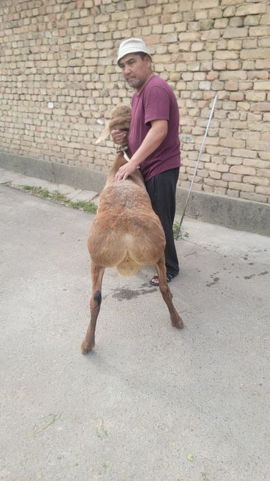 Arashan qozi qochqor sotiladi