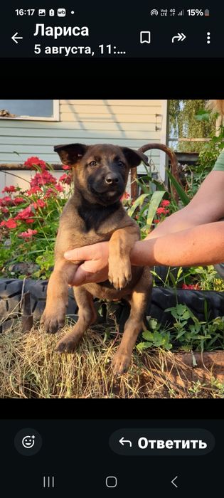 Продаются щенки бельгийской овчарки(малинуа)