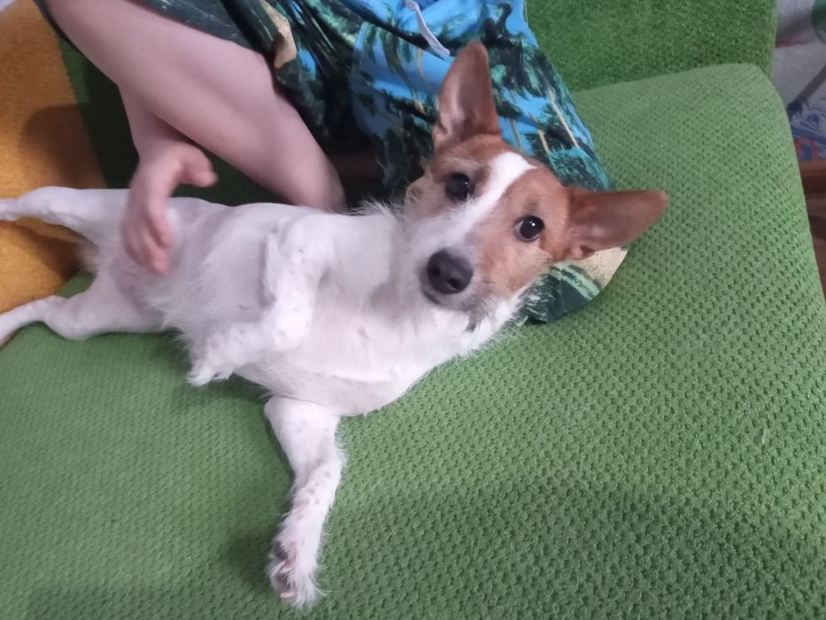 Отдам собачку Джек-Рассел Терьер