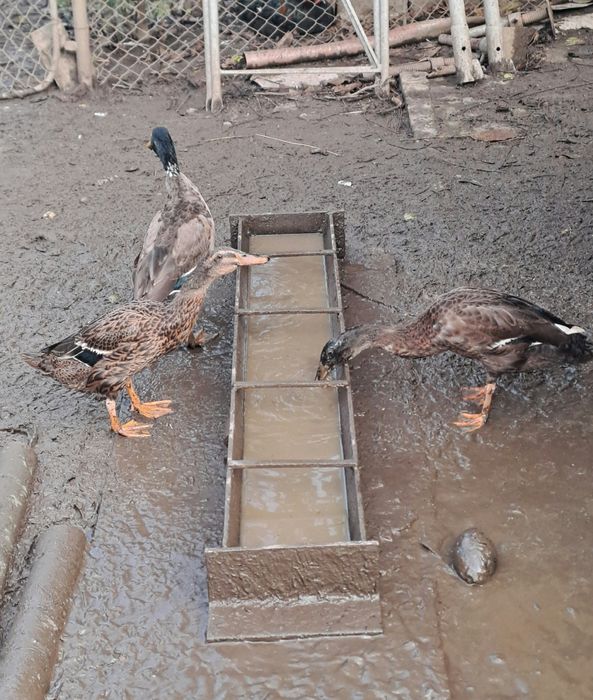 De vânzare rate indiene.